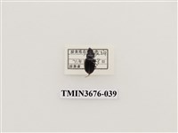 藏品(步行蟲(2))的圖片